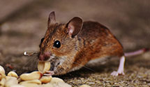 24 Hour & Emergency Exterminators in Mcfarland, WI